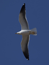 1cy fuscus in August, ringed in Finland. (81365 bytes)